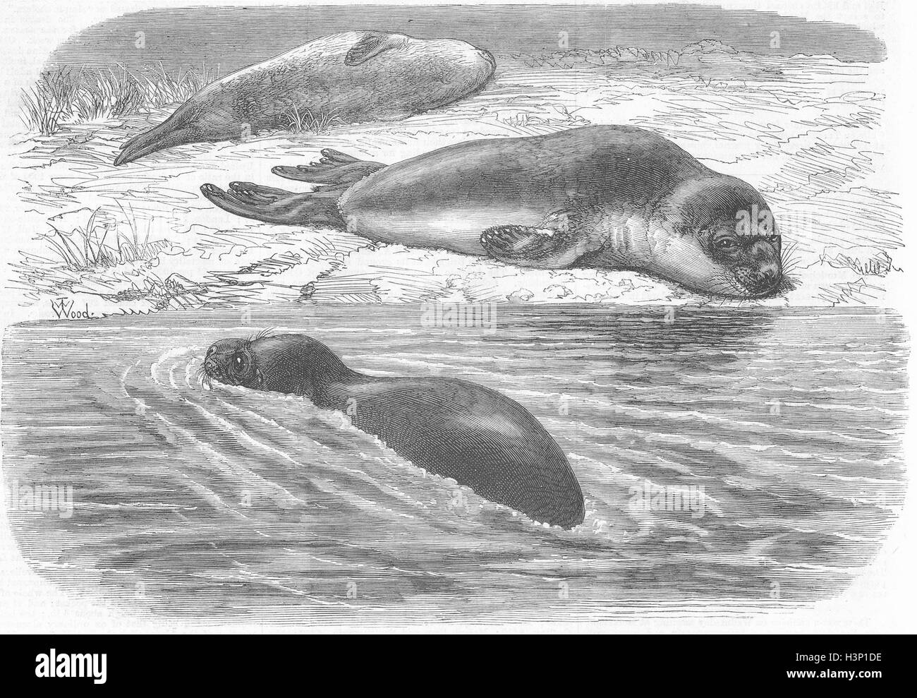 LONDON Bladder-nosed seals, zoo 1870. Illustrated London News Stock Photo