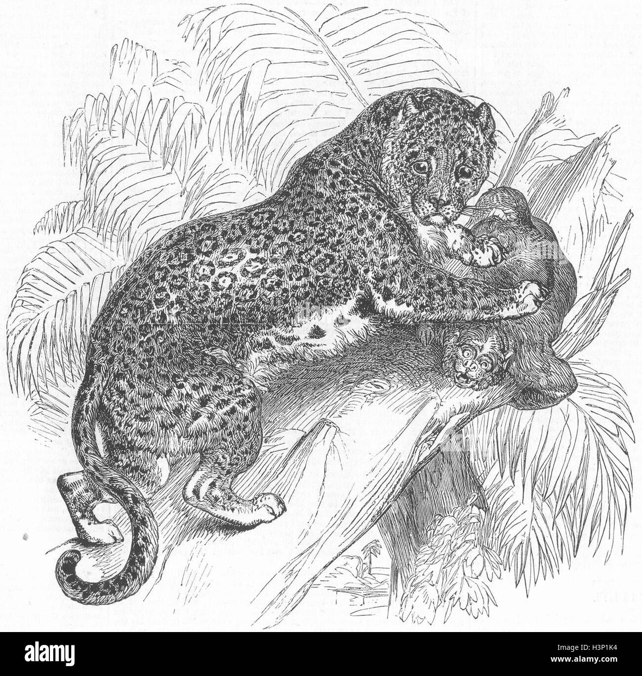 LONDON Jaguar, American Panther, zoo, Regent's Park 1858. Illustrated News of the World Stock Photo