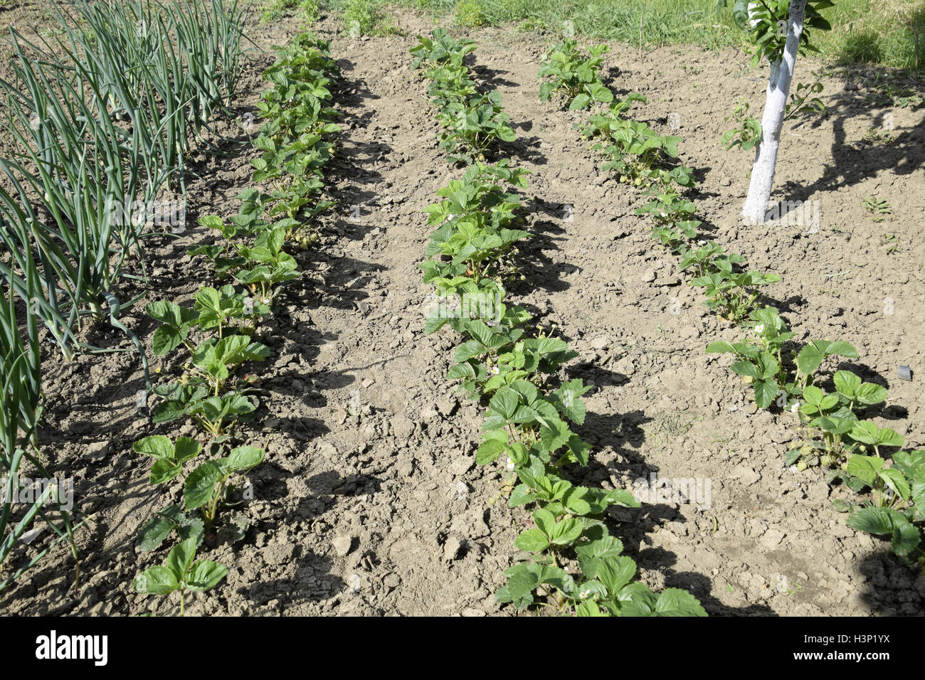 The bed of strawberries in the garden. Growing strawberries in rows ...