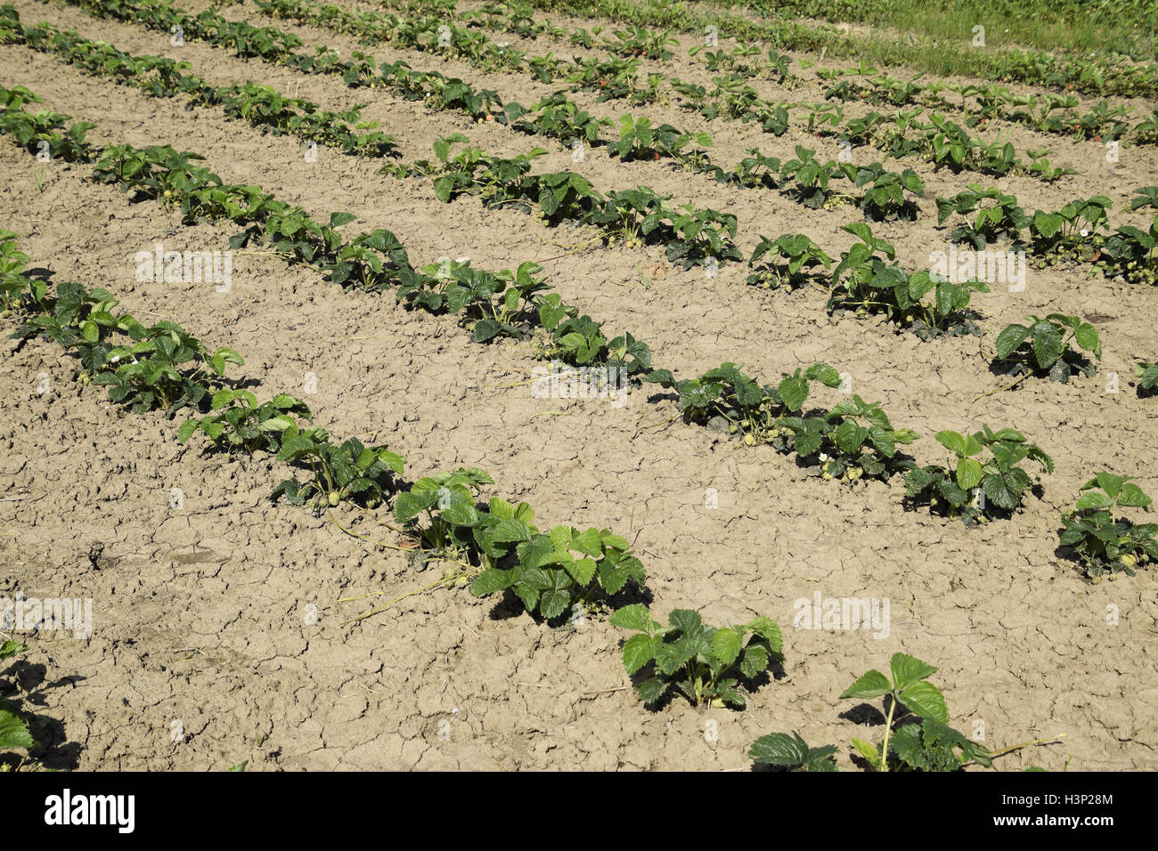 The bed of strawberries in the garden. Growing strawberries in rows ...