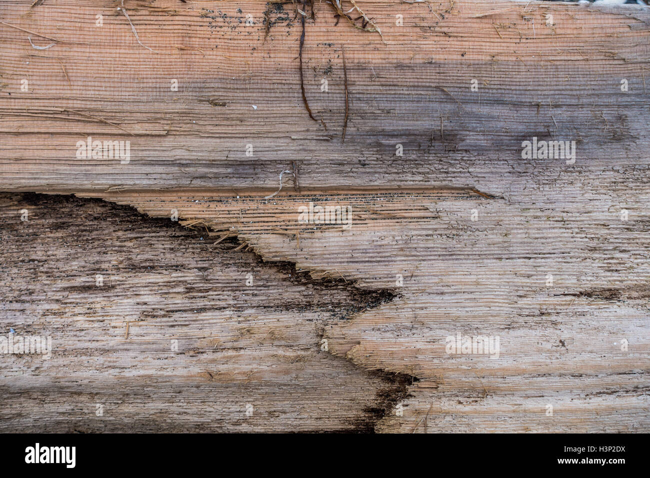 Wood grain closeup. Macro shot of driftwood. Stock Photo