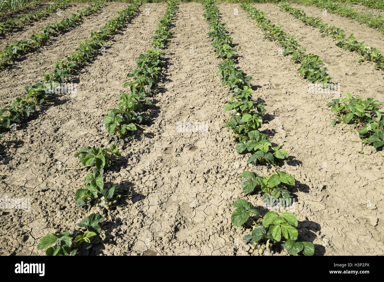 The bed of strawberries in the garden. Growing strawberries in rows ...