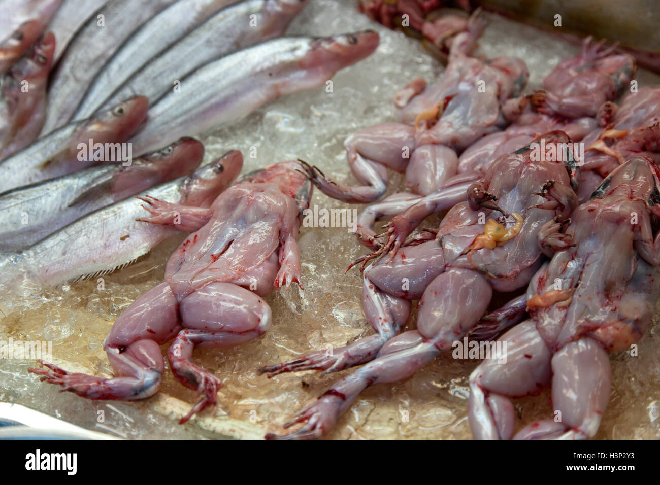 Skinned and gutted toads for sale alongside fish at a stall at Or Tor Gor market in Bangkok in Thailand. Stock Photo