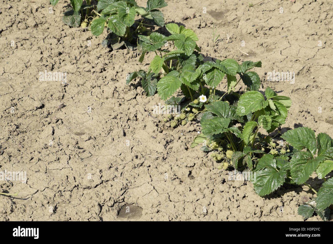 The bed of strawberries in the garden. Growing strawberries in rows ...