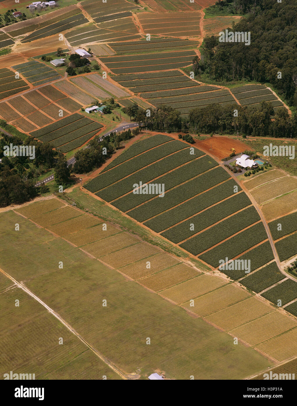 Pineapple and macadamia plantations, Stock Photo