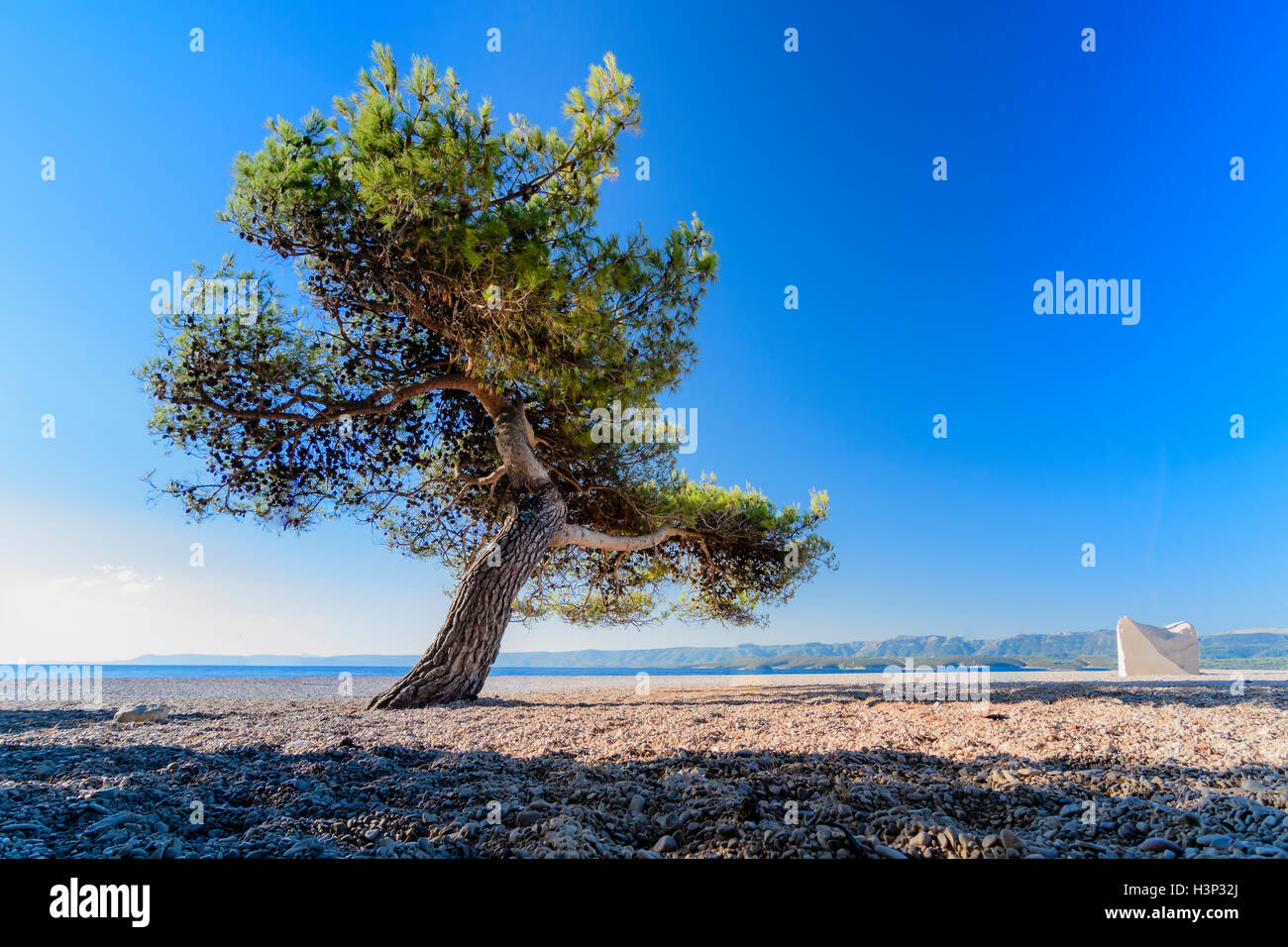 Solitaire pine tree on beach Stock Photo