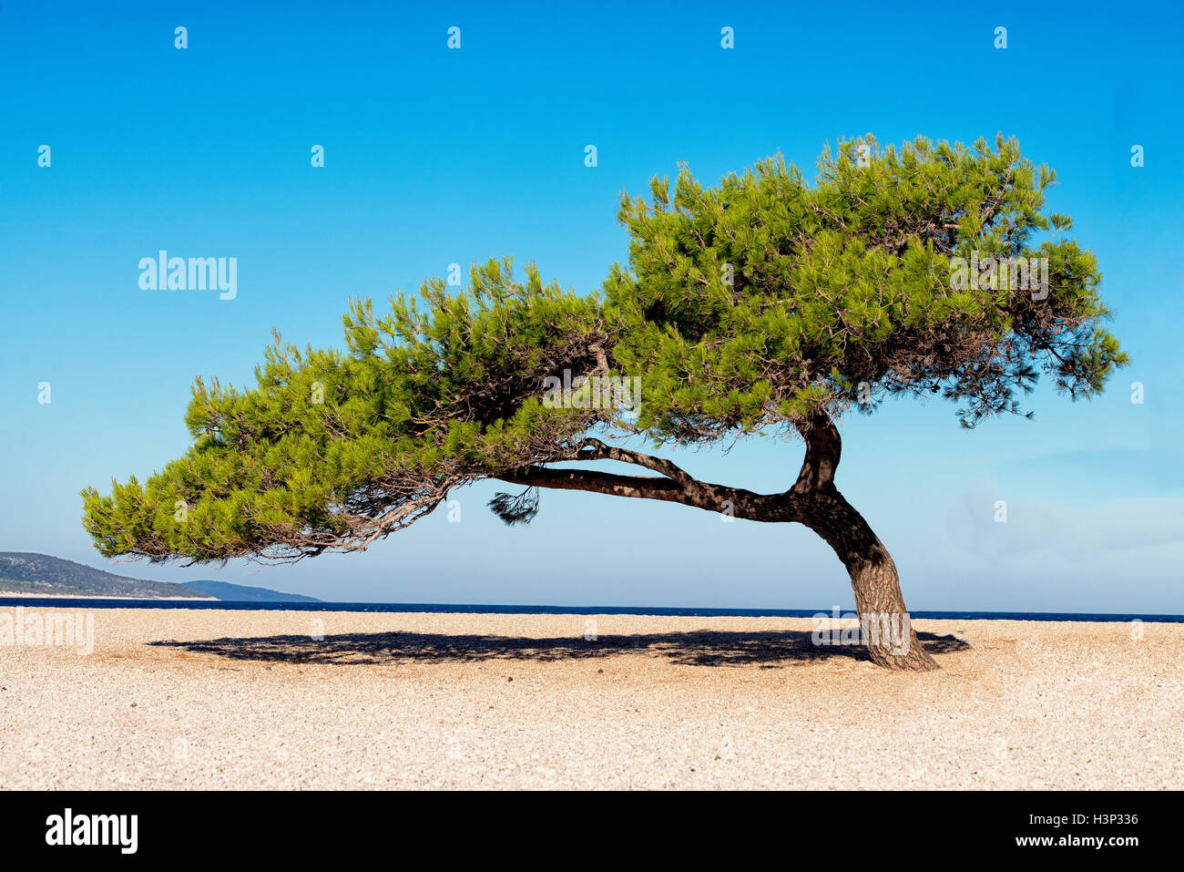 Solitaire pine tree on beach Stock Photo