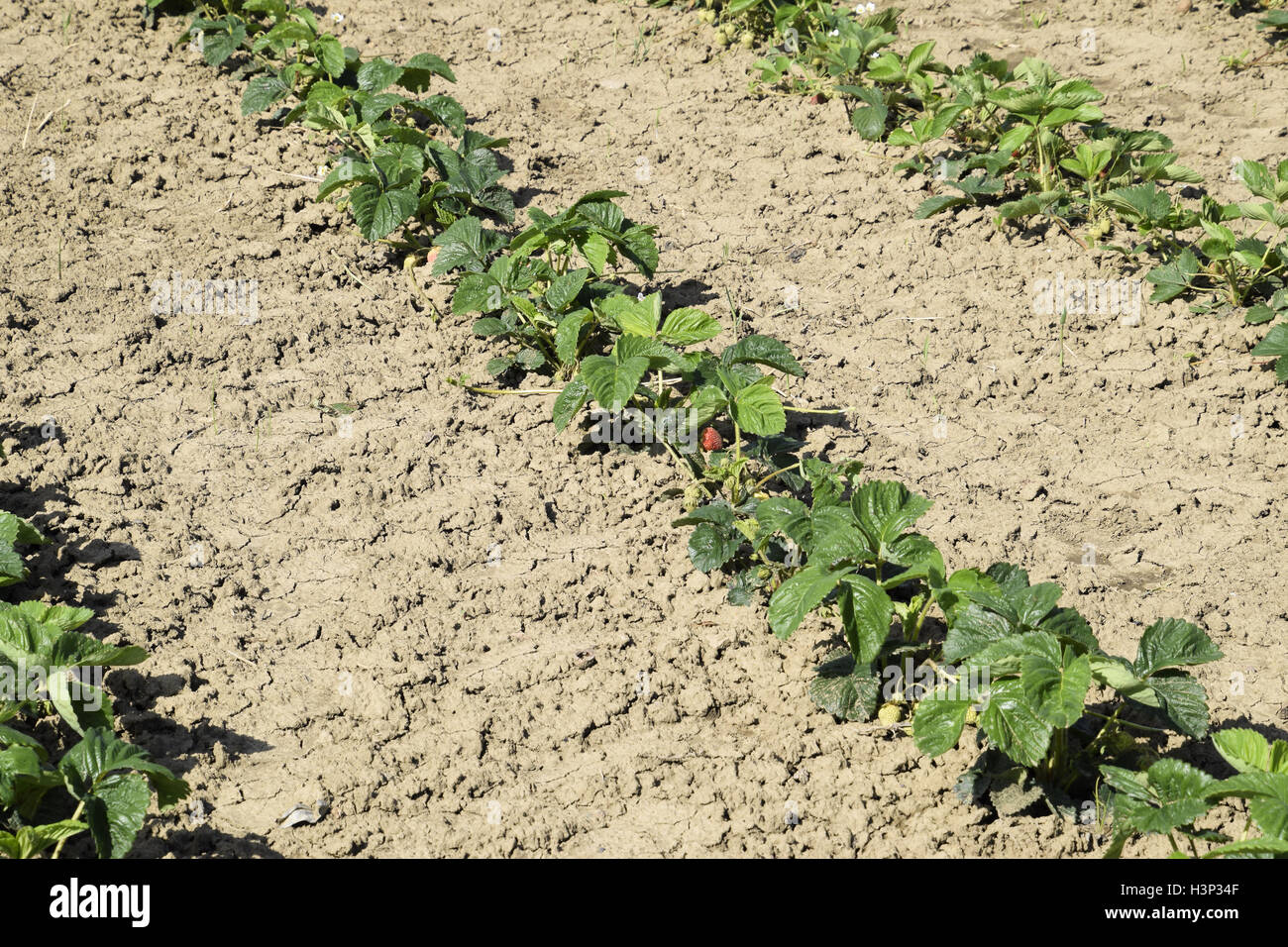 The bed of strawberries in the garden. Growing strawberries in rows ...