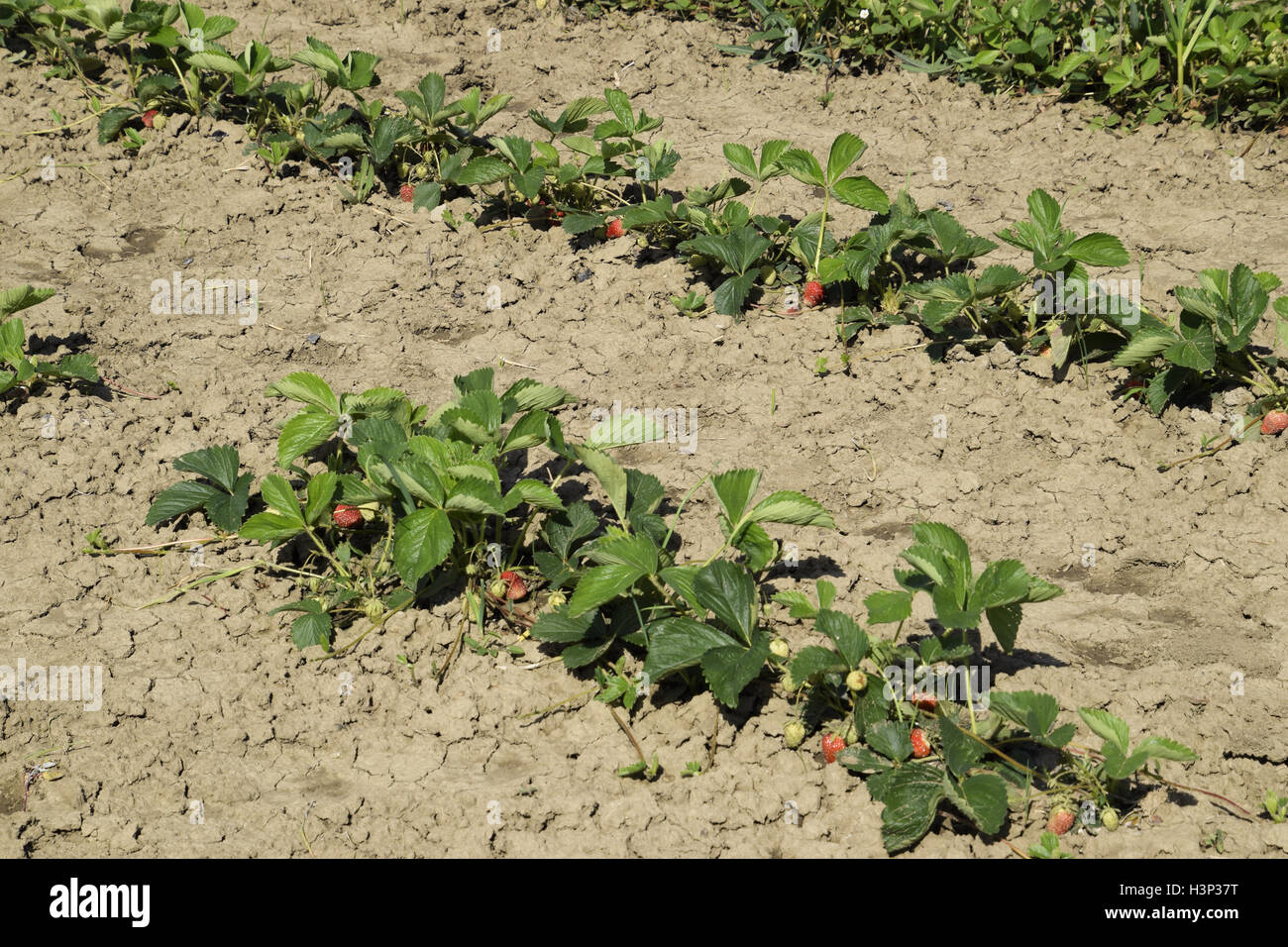 The bed of strawberries in the garden. Growing strawberries in rows ...