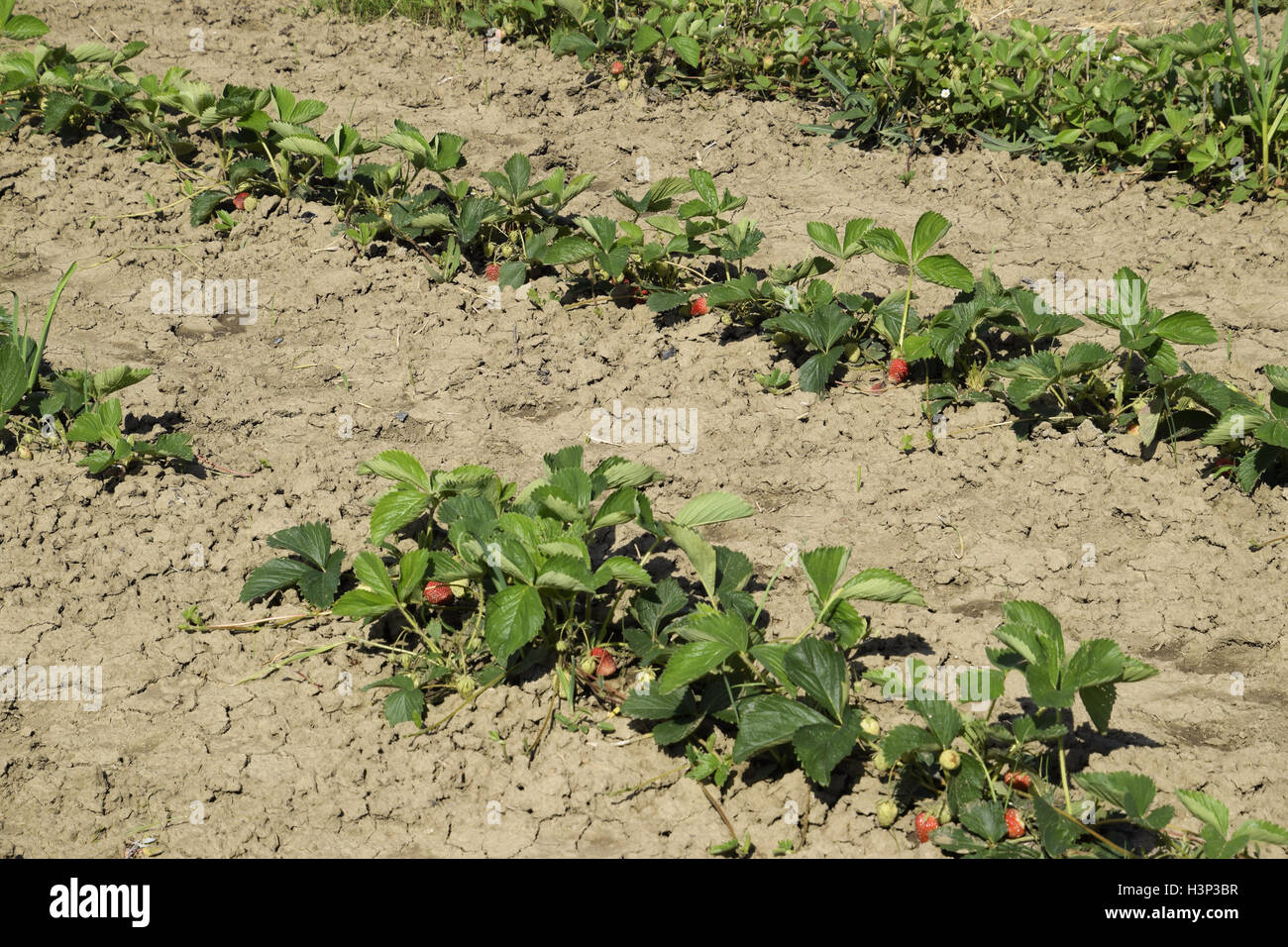The bed of strawberries in the garden. Growing strawberries in rows ...