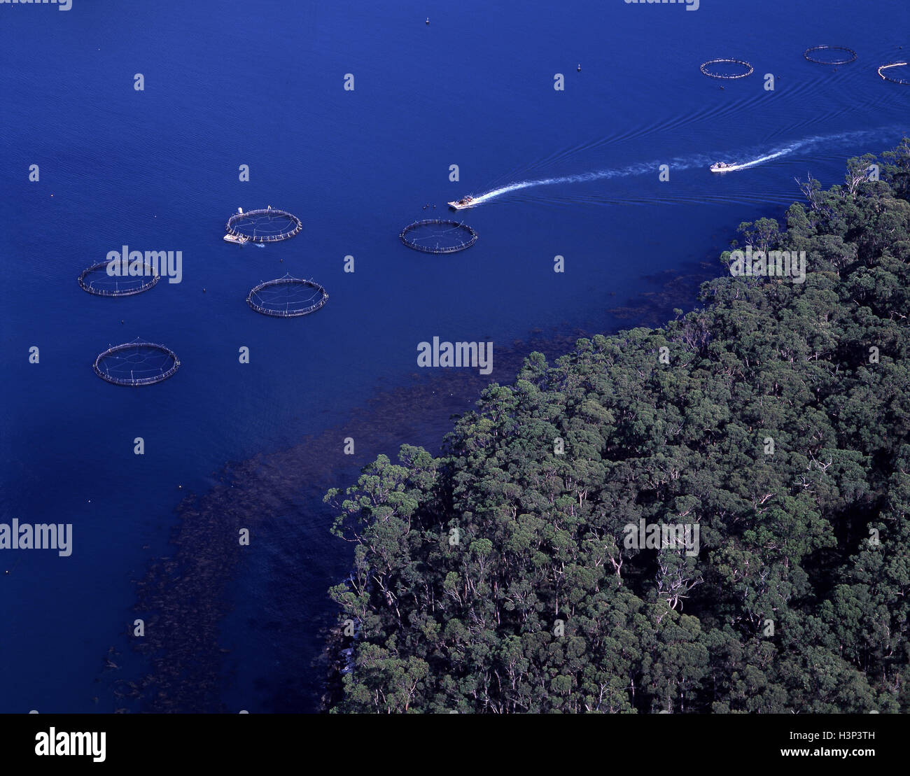 Salmon farm pens each holding up to 50 000 fish. Stock Photo