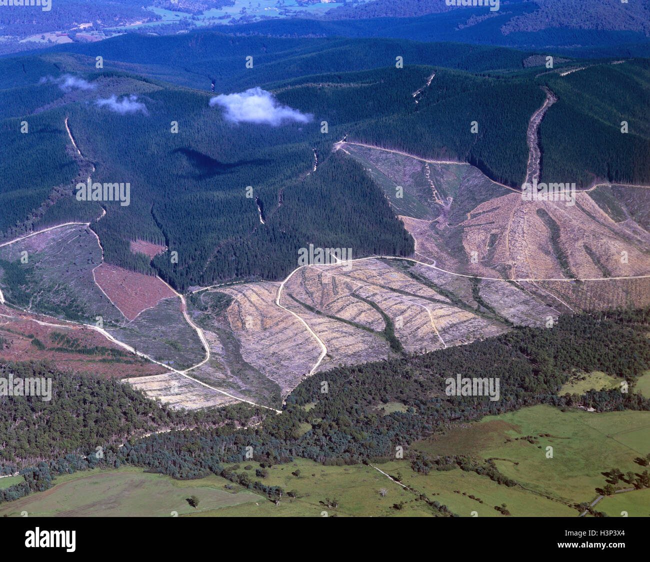 Eucalypt forest cleared pine plantation hires stock photography and