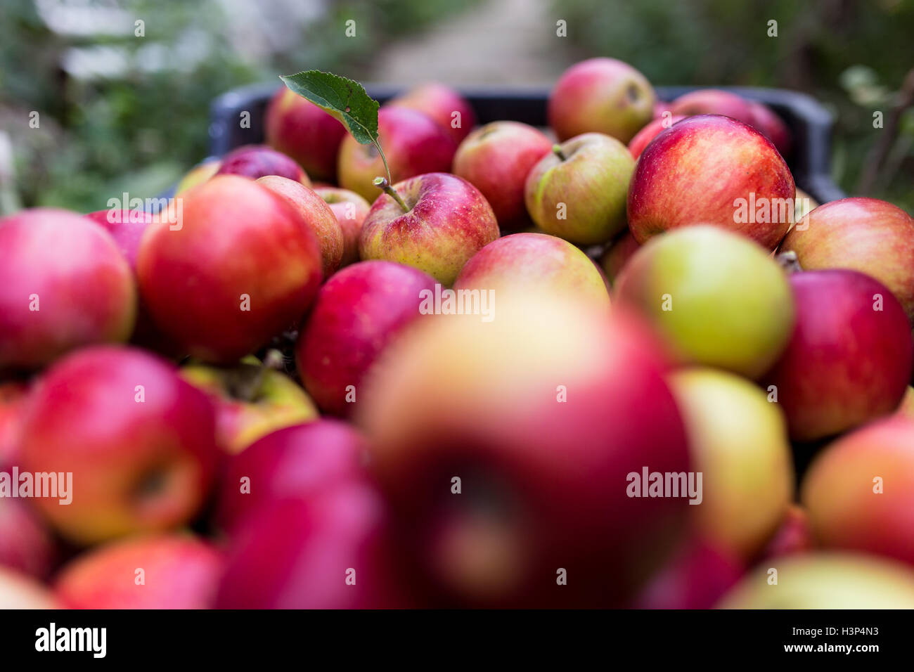 Freshly harvested apples in a crate Stock Photo