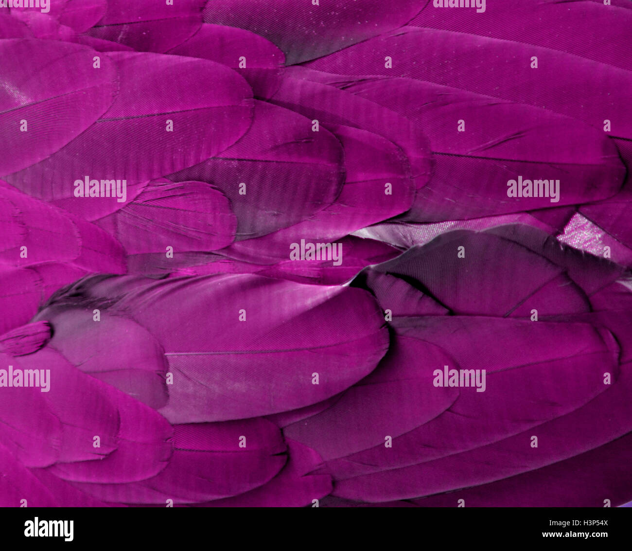 Macro photograph of the light purple feathers of a macaw Stock Photo