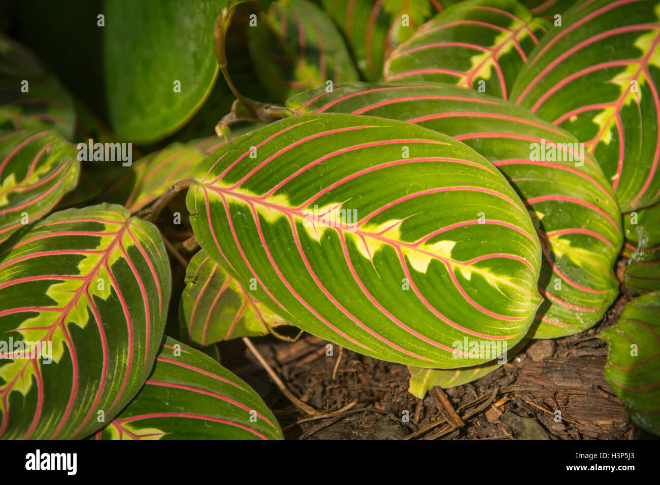 Maranta leuconeura 'Tricolor' Stock Photo