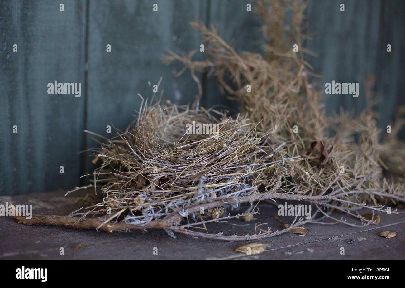 A bird's nest and sticks and leaves next to rustic wood Stock Photo Alamy
