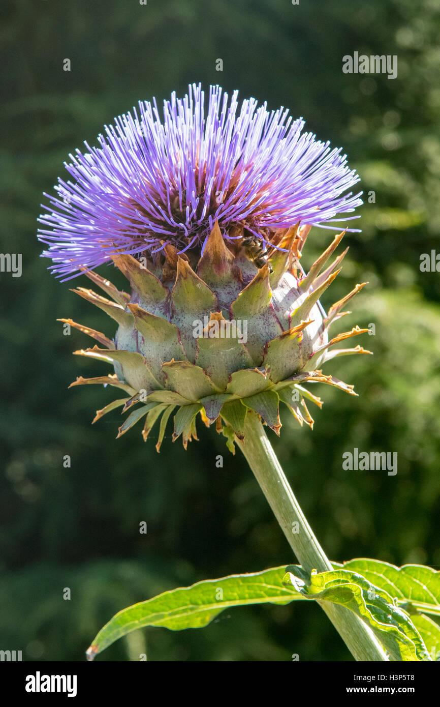 Cynara cardunculus, Cardoon Globe Artichoke Stock Photo