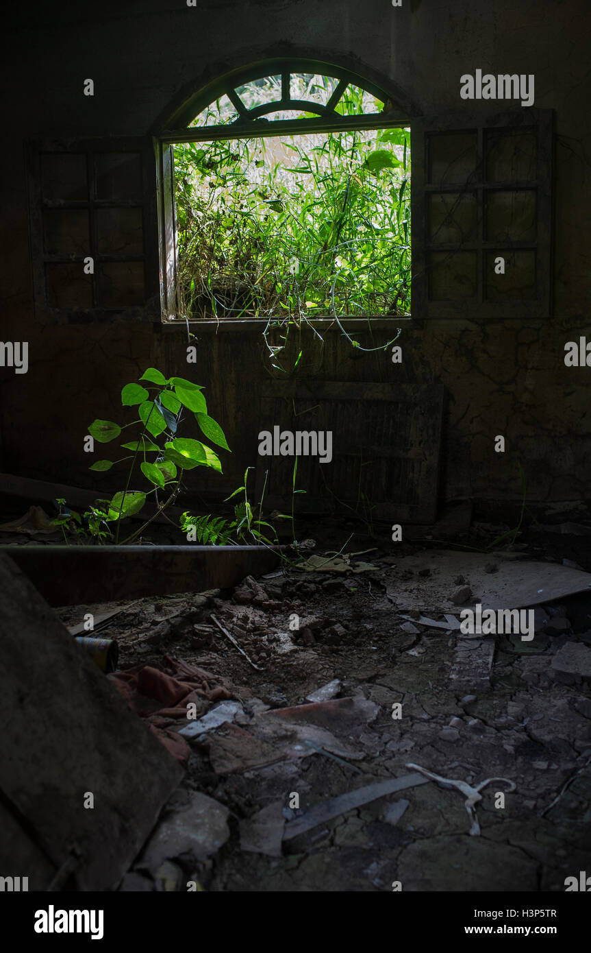 Abandoned house after natural disaster, unlikely situation - plant grows inside house, Nova Friburgo, Rio de Janeiro State, Brazil. Stock Photo