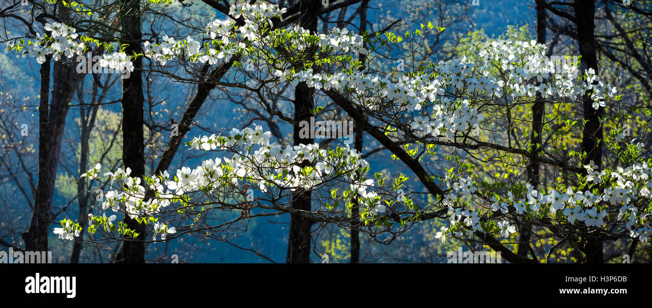 Devil's Den State Park, AR: Backlit branches of a flowering dogwood in spring forest Stock Photo