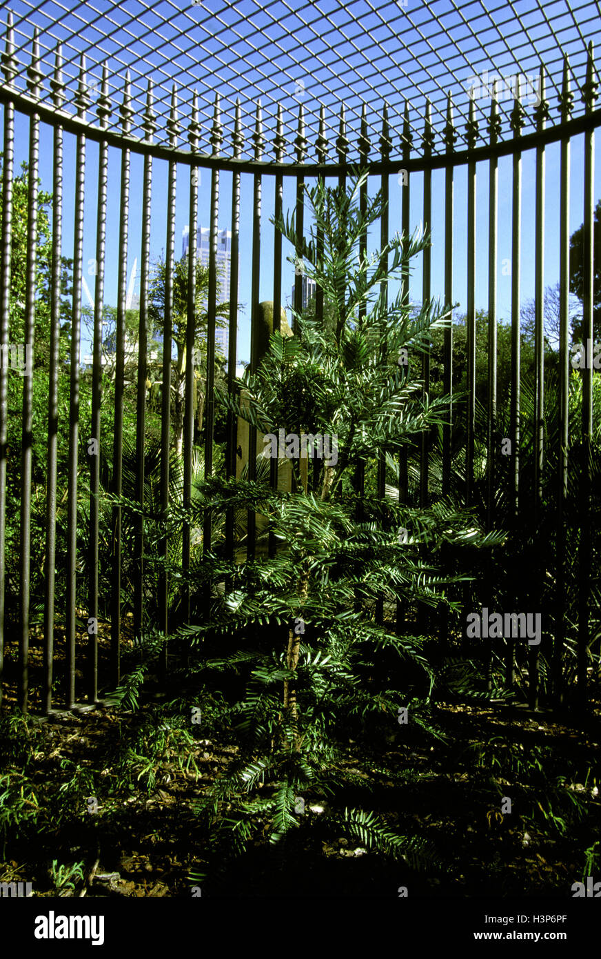 Wollemi pine (Wollemia nobilis) Stock Photo