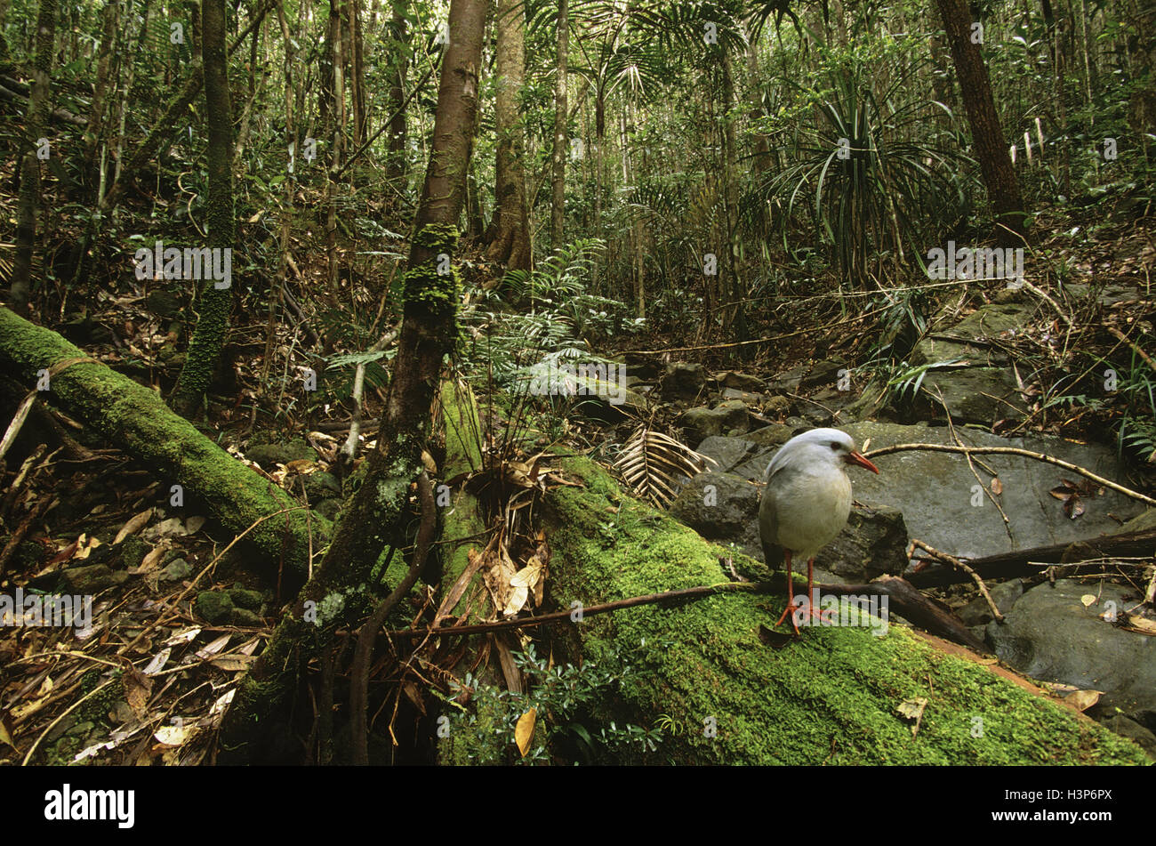 Kagu (Rhynochetos jubatus) Stock Photo