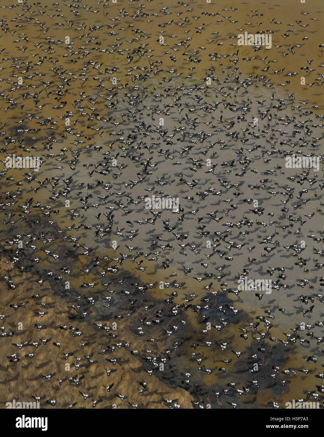 Magpie goose (Anseranas semipalmata) Stock Photo