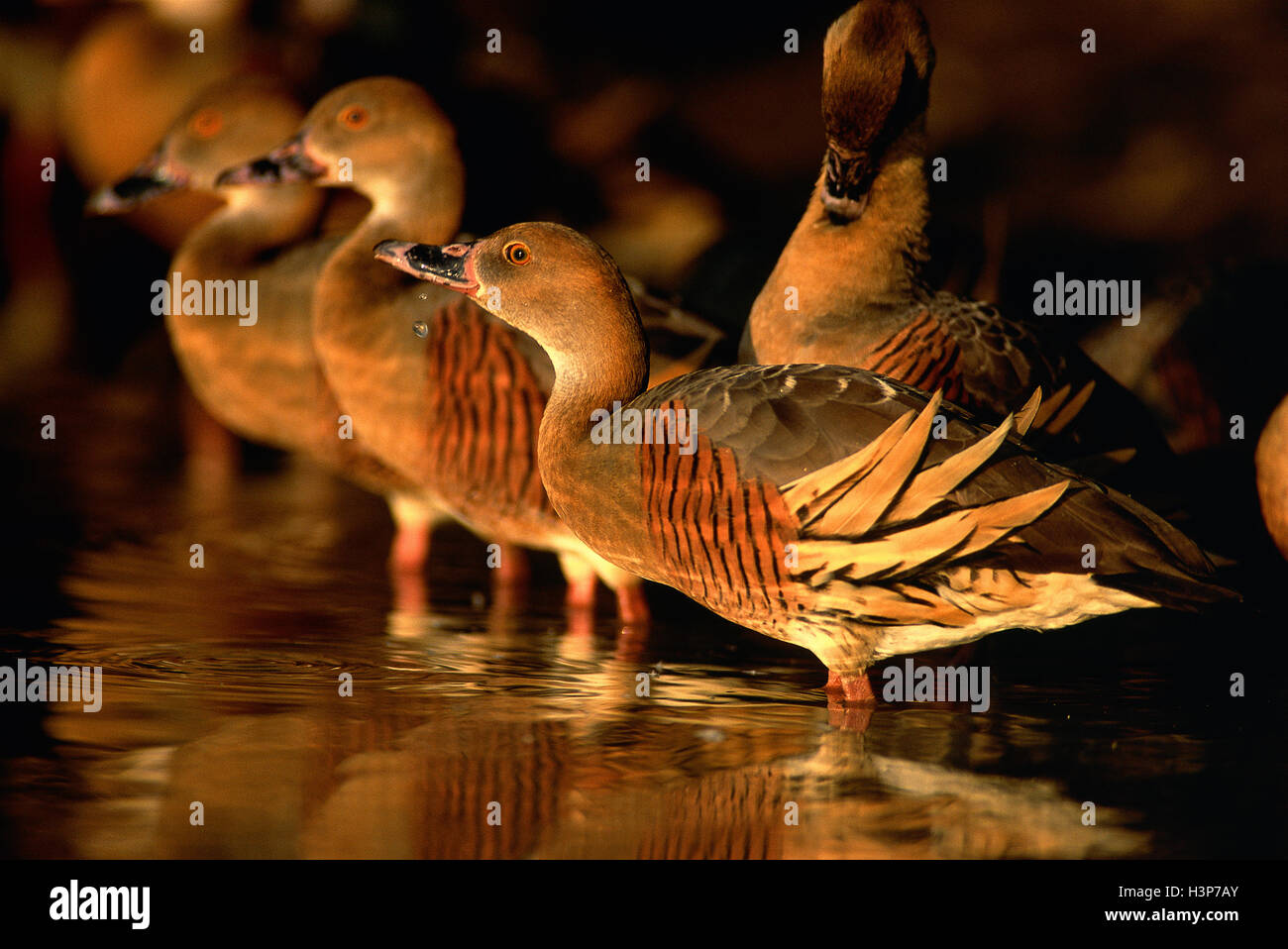 Plumed whistling-duck (Dendrocygna eytoni) Stock Photo