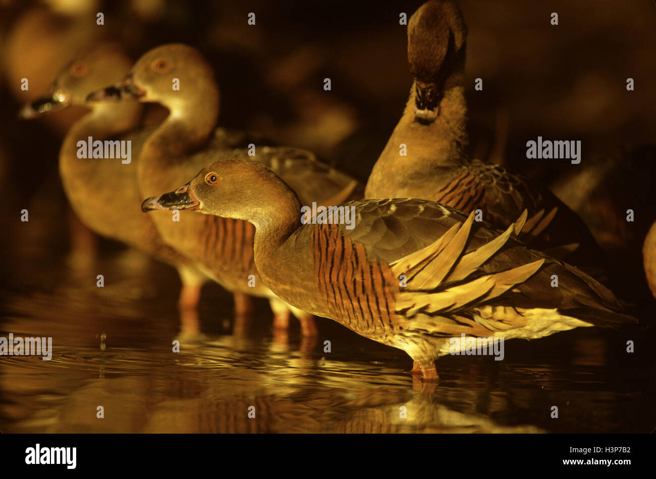 Plumed whistling-duck (Dendrocygna eytoni) Stock Photo