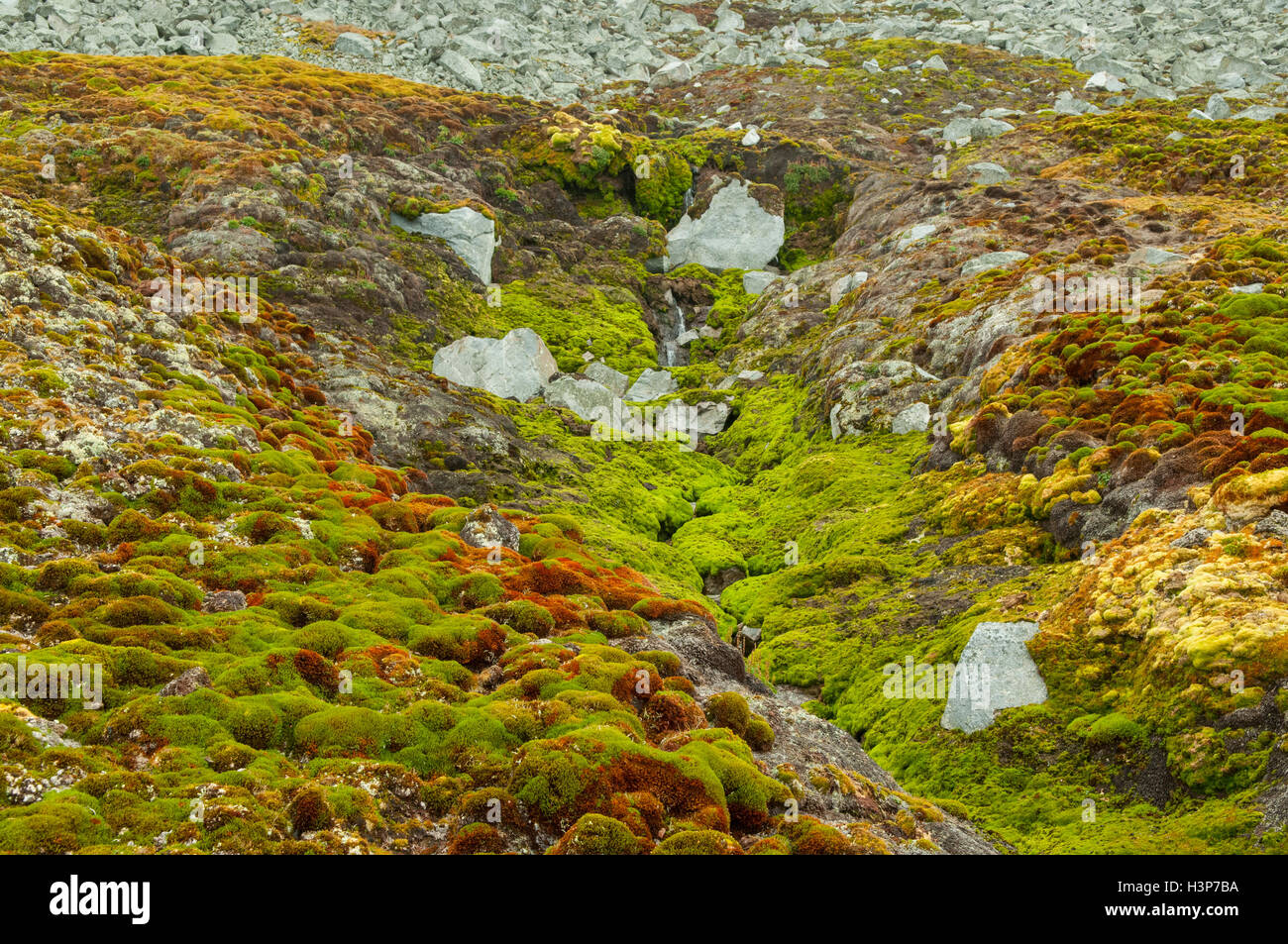 Coastal tundra hi-res stock photography and images - Alamy