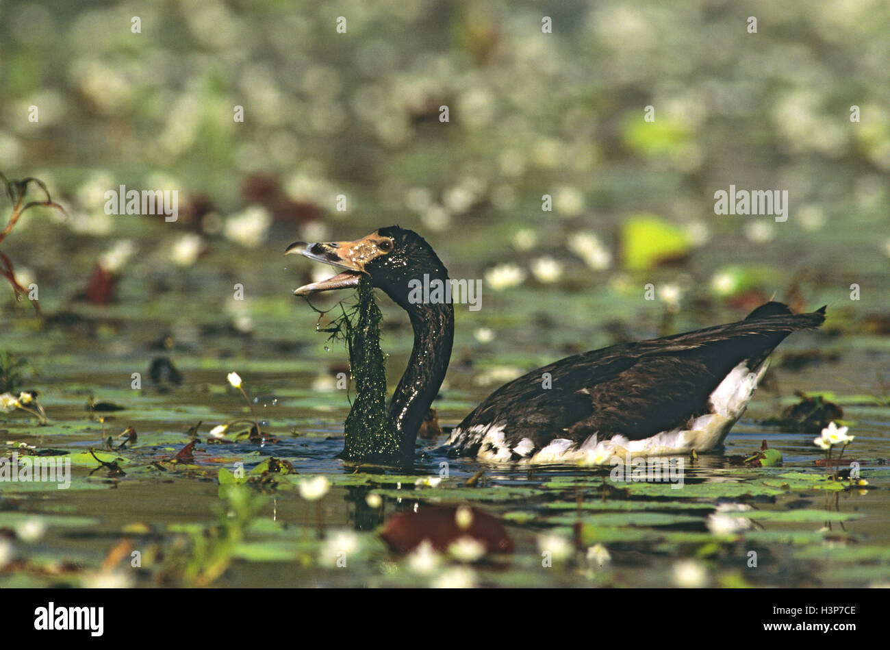 Magpie goose (Anseranas semipalmata) Stock Photo