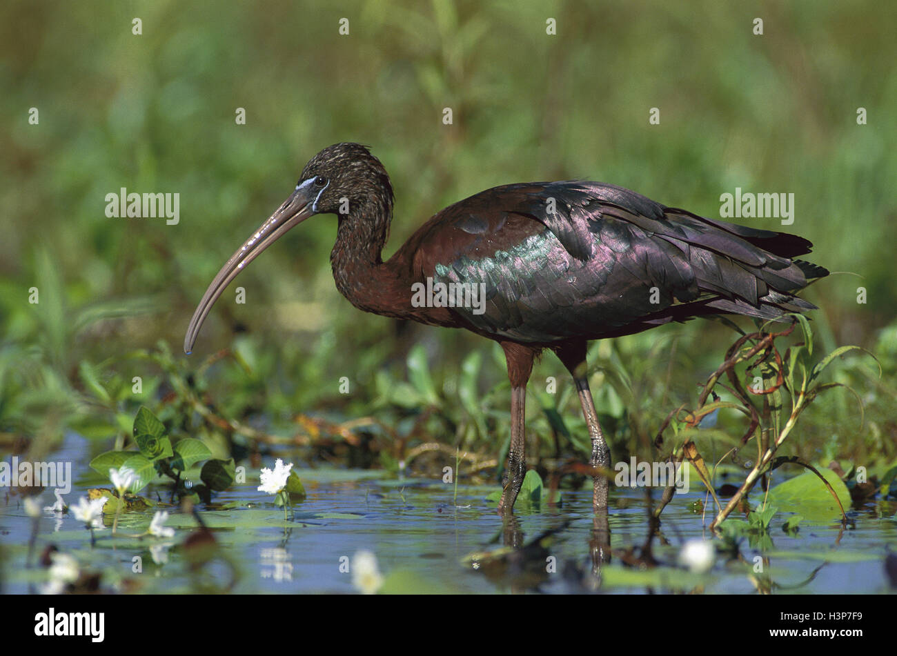 Glossy ibis (Plegadis falcinellus) Stock Photo