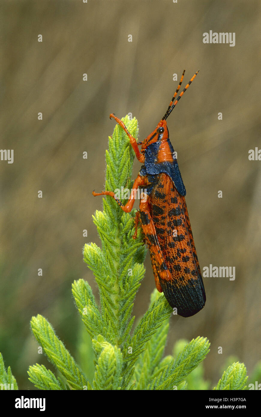Leichhardt’s grasshopper (Petasida ephippigers) Stock Photo
