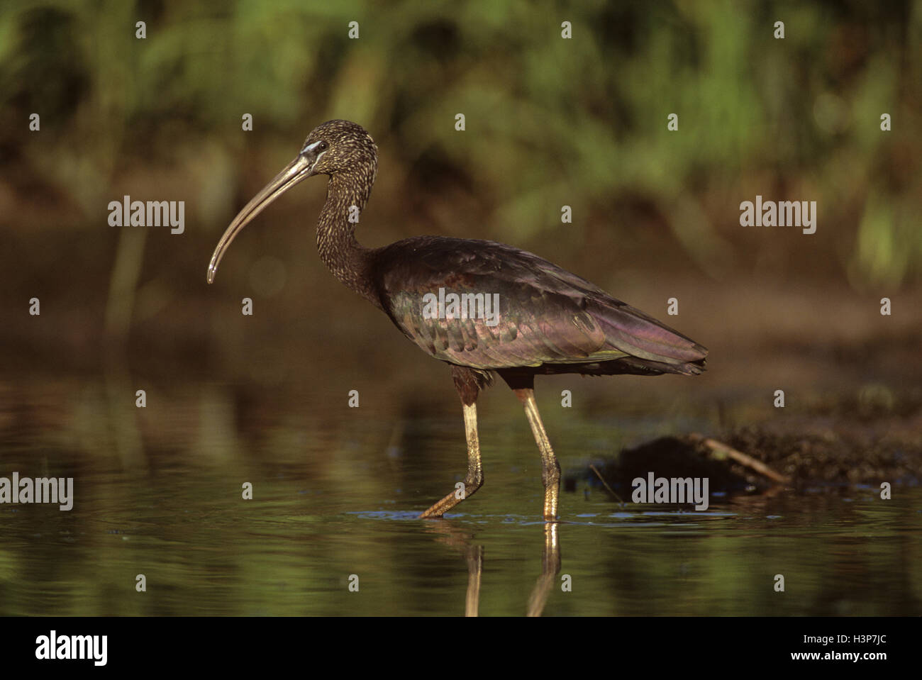 Glossy ibis (Plegadis falcinellus) Stock Photo