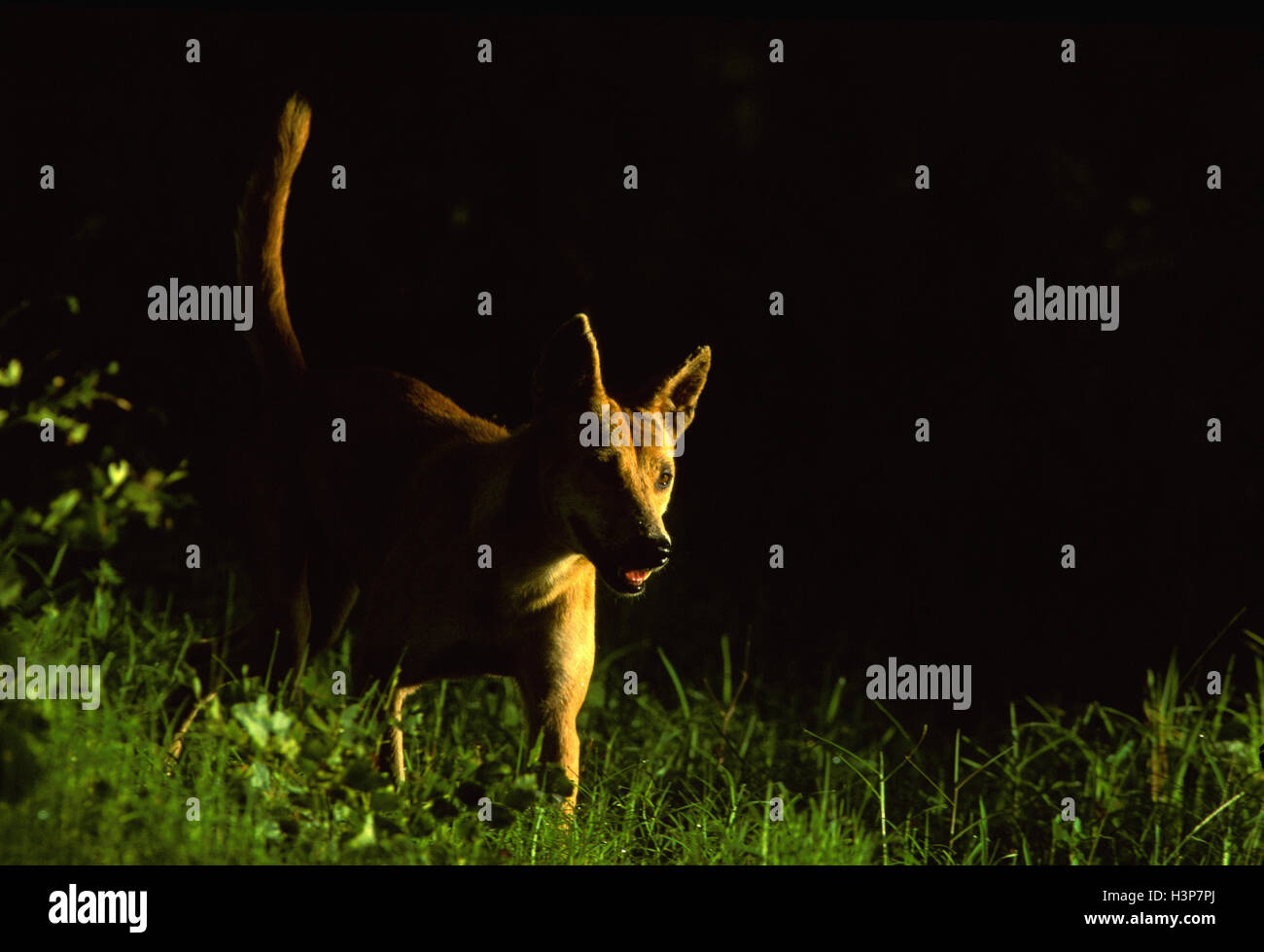 Dingo (Canis dingo) Stock Photo