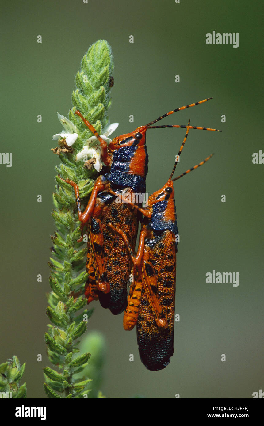 Leichhardt’s grasshoppers (Petasida ephippigers) Stock Photo