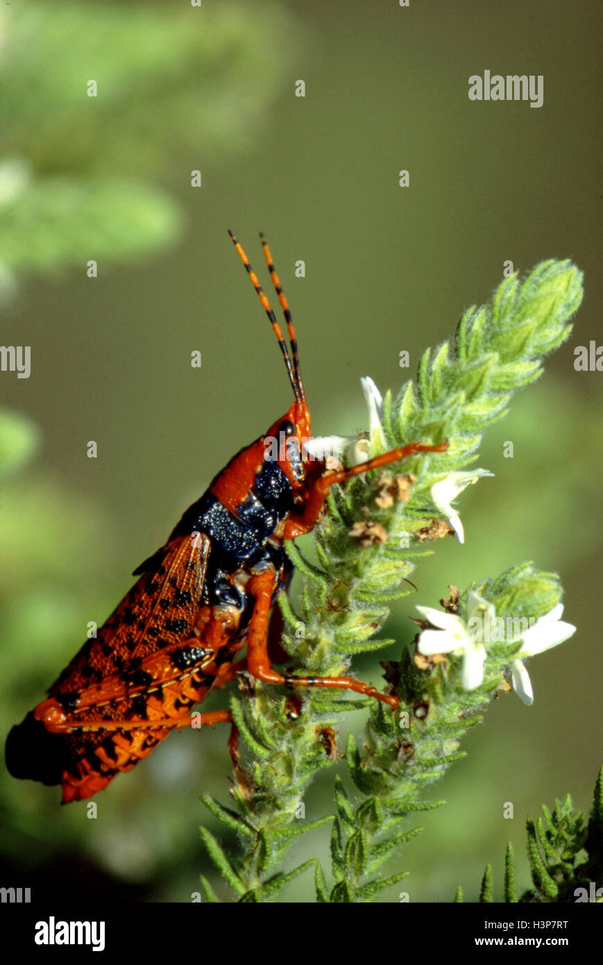 Leichhardt’s grasshopper (Petasida ephippigers) Stock Photo