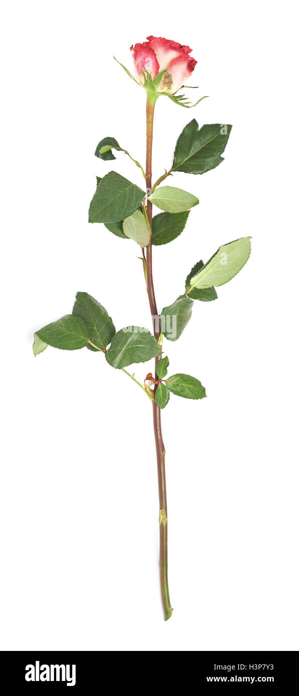 Single red rose isolated lying over the white surface Stock Photo - Alamy