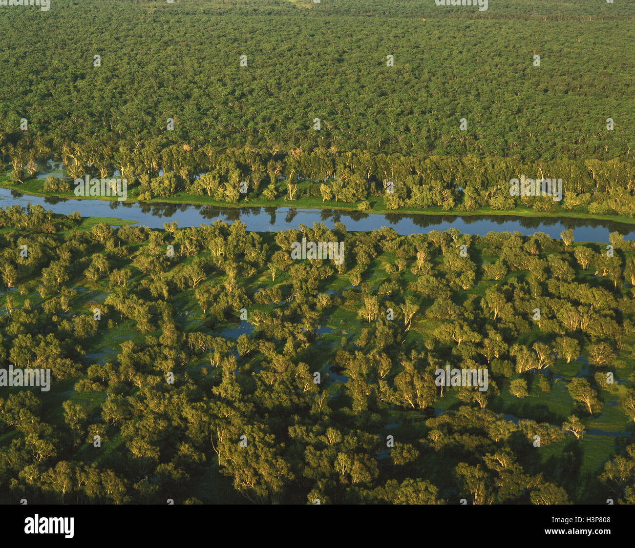 Magela Wetlands, paperbark swamp, Stock Photo