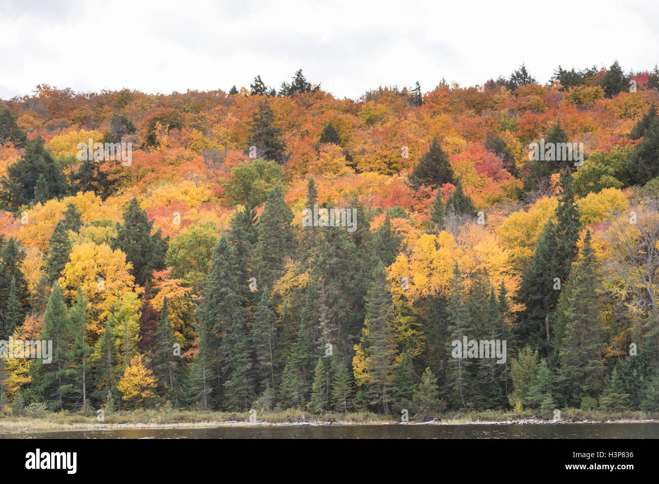 Algonquin Provincial Park in the fall season Stock Photo - Alamy