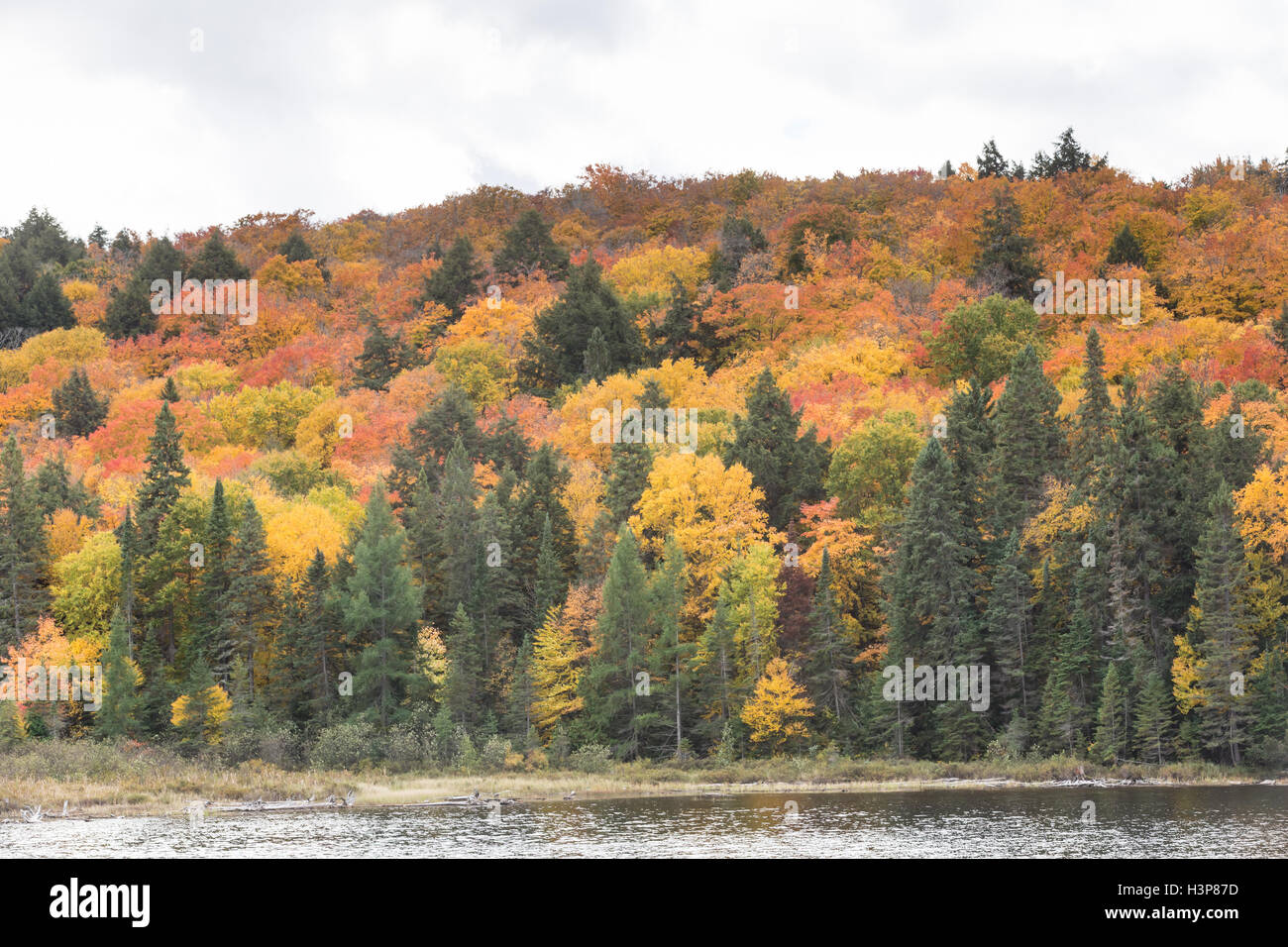 Algonquin Provincial Park in the fall season Stock Photo - Alamy