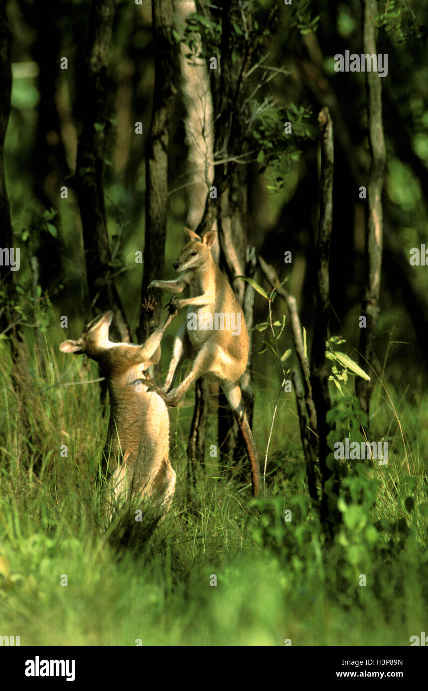 Agile wallaby (Macropus agilis) Stock Photo