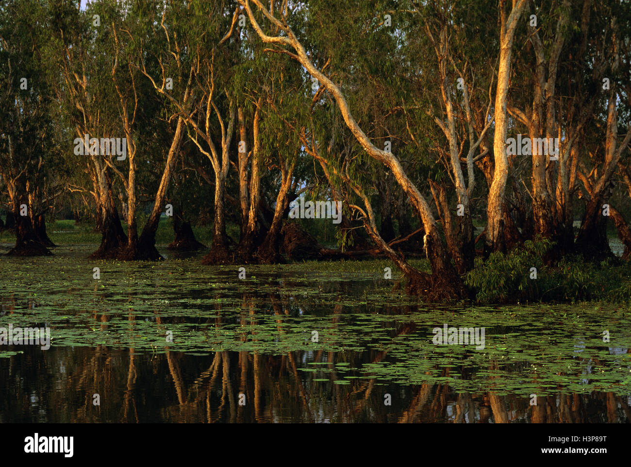 Swamp with paperbarks (Melaleuca spp.) Stock Photo