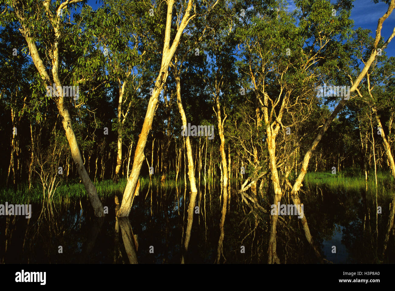 Paperbark swamp, Stock Photo