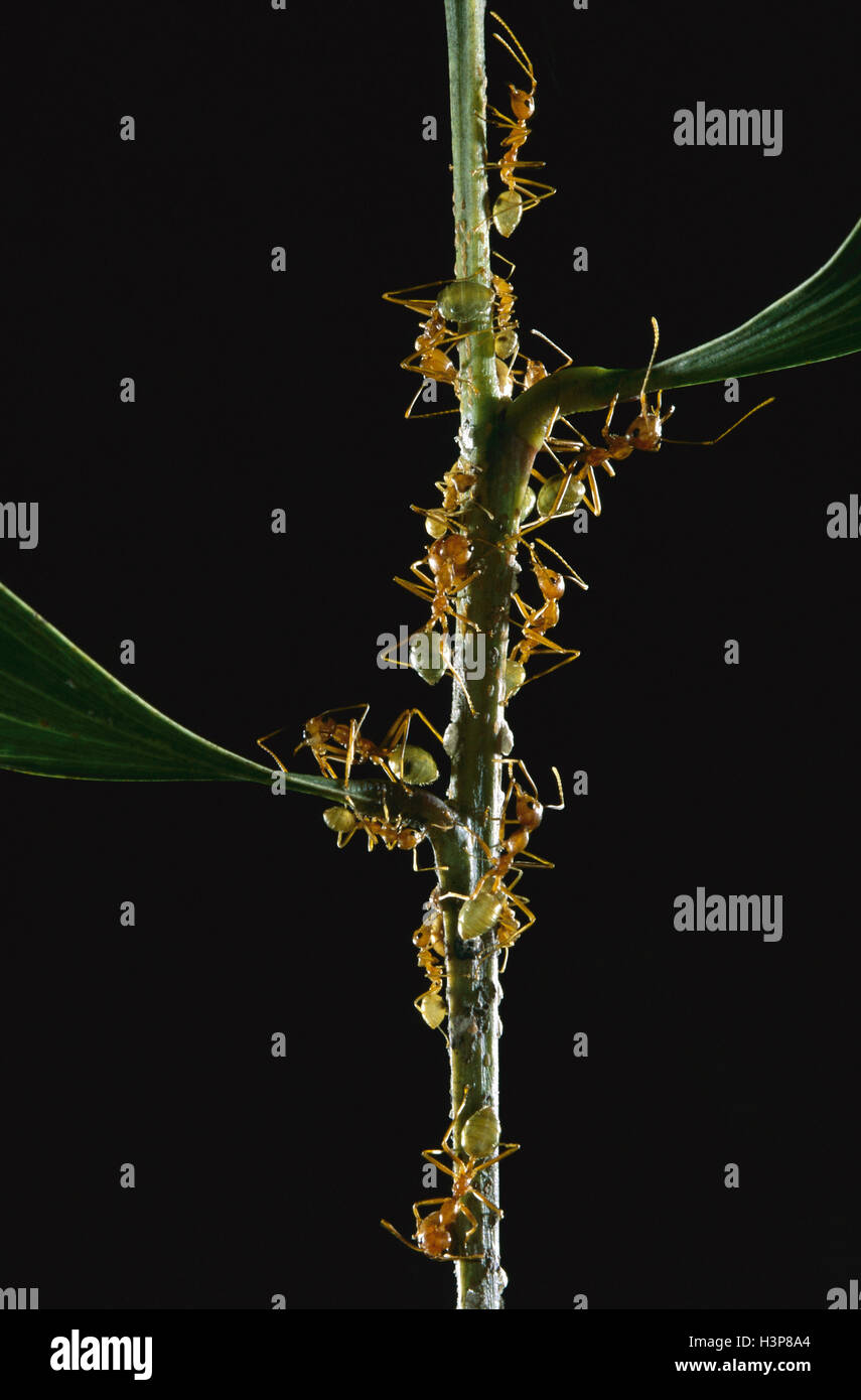 Green tree ant  (Oecophylla smaragdina) Stock Photo