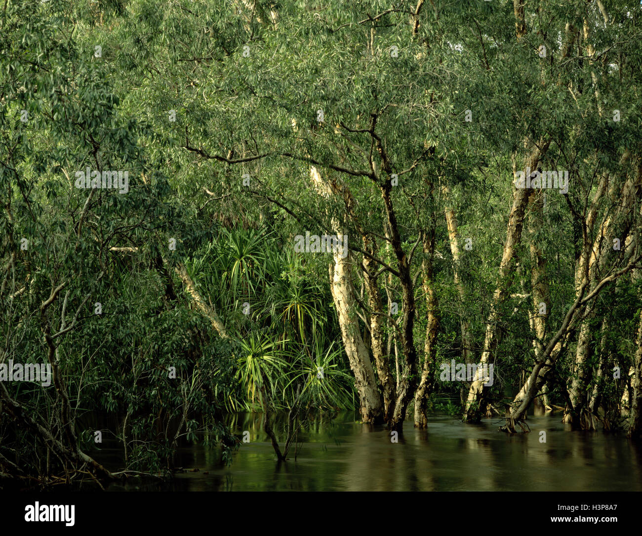 Jim Jim Creek with paperbark forest (mostly Melaleuca cajuputi and Melaleuca leucadendra) Stock Photo