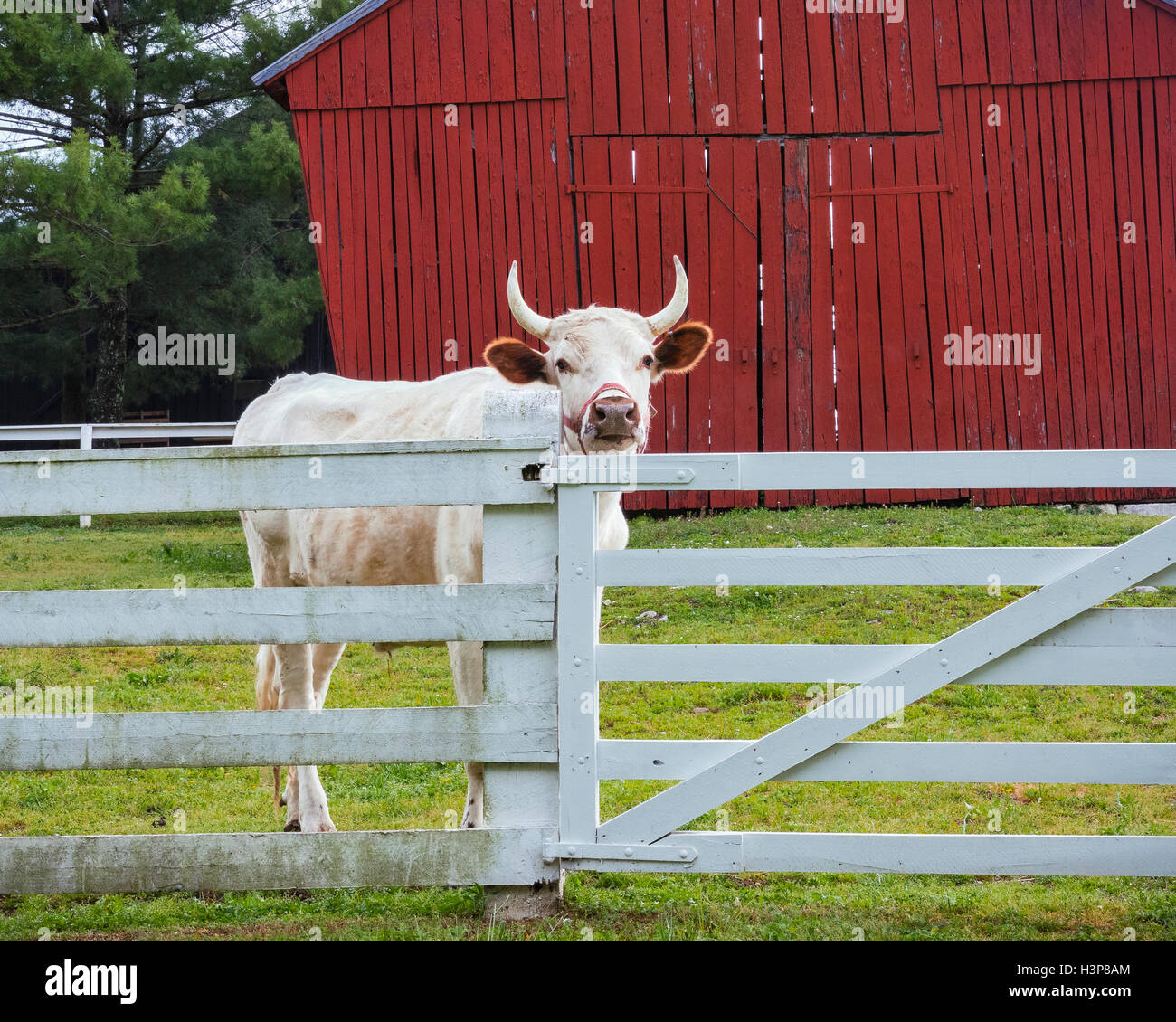 Harrodsburg, Kentucky: A bull looks over the fence in the spring pastures of The Shaker Village of Pleasant Hill Stock Photo