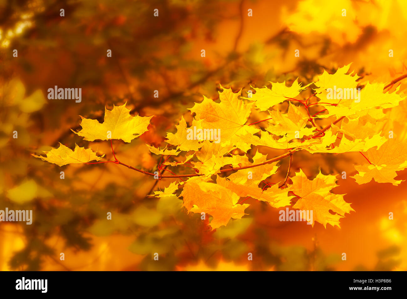 Autumnal maple branch on golden fall background . Fall leaves background. Stock Photo