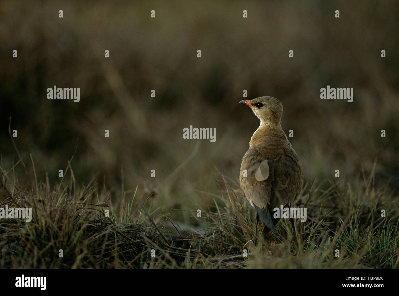 Australian pratincole (Stiltia isabella) Stock Photo