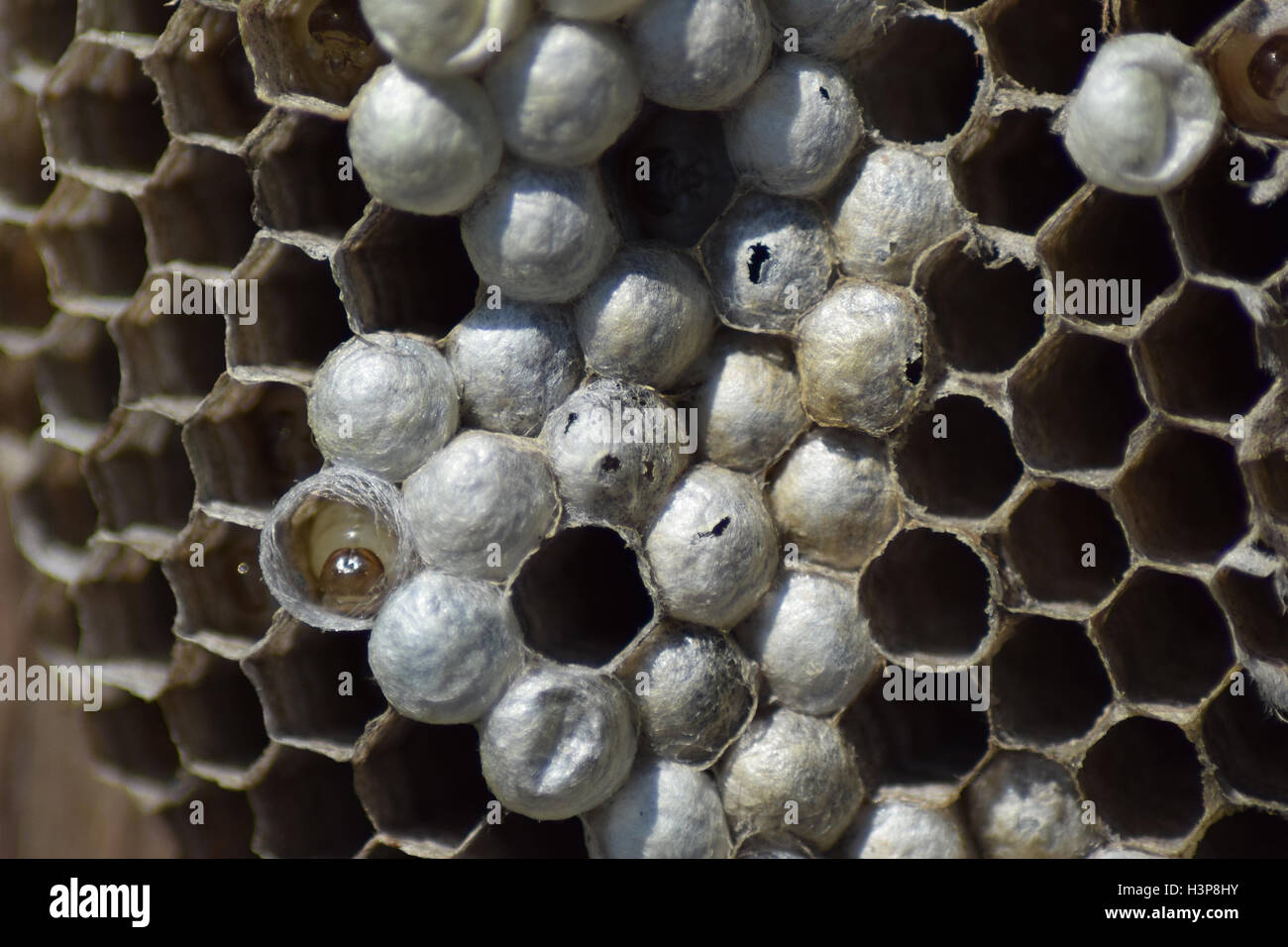 Wasp nest without wasps. Captured ravaged nest wasps. Honeycombs with ...