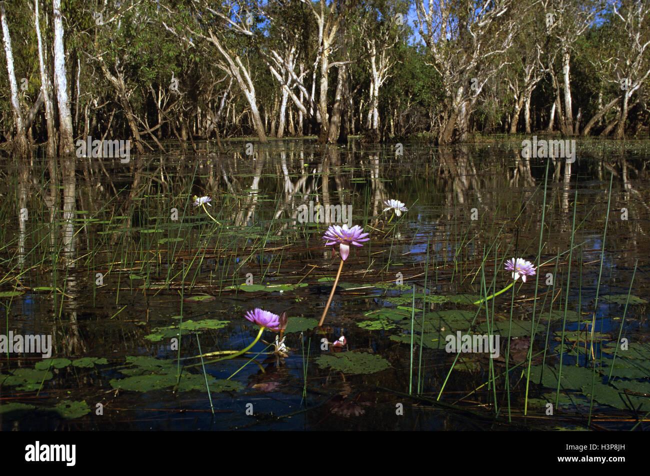 Blue waterlily (Nymphaea violacea and Melaleuca sp.) Stock Photo